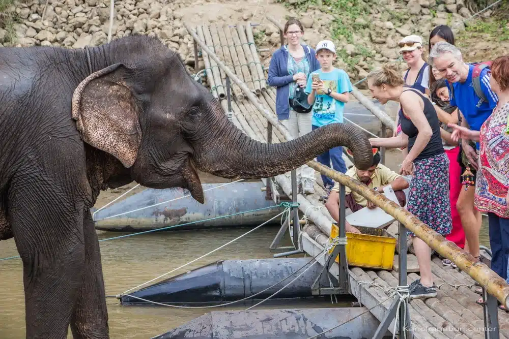 Elephant Feeding