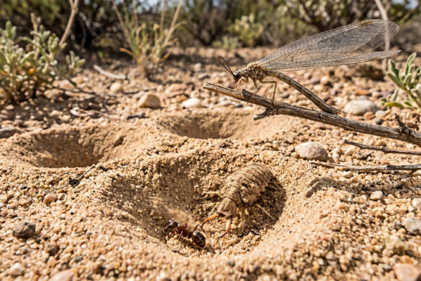 What is an Antlion? Get to Know the Tiny Predator in the Sand 2