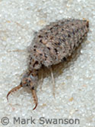 What is an Antlion? Get to Know the Tiny Predator in the Sand 2
